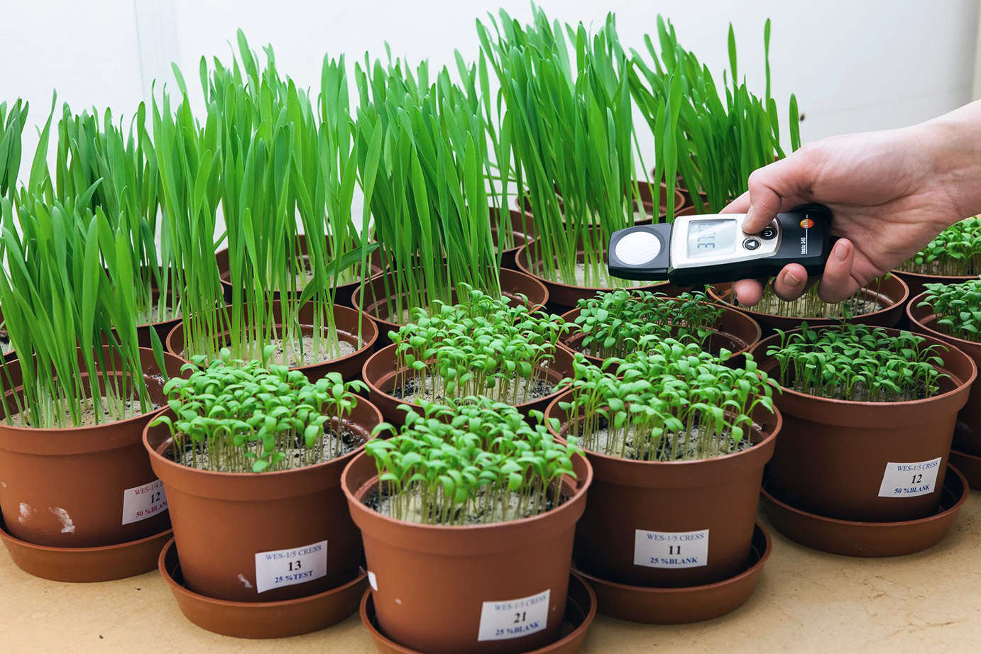 Understanding OECD 208 Testing and Its Role in Ecotoxicity Assessment